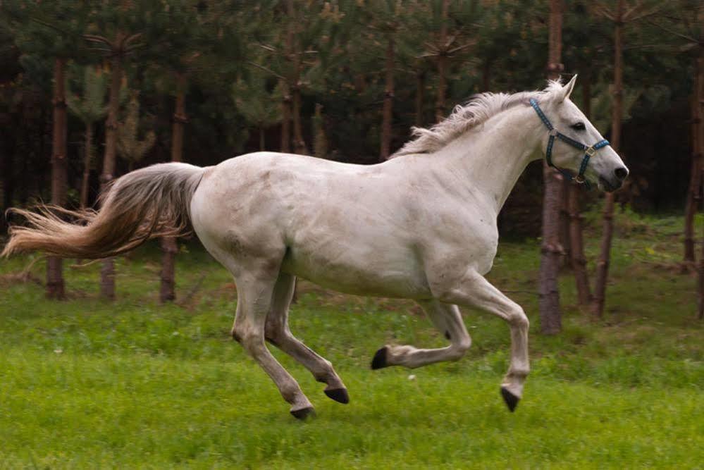 فندق Noce I Dnie Postołowo المظهر الخارجي الصورة